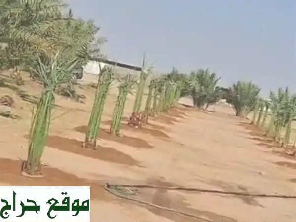 فسايل وجثايث بياض نجران الكفو للبيع | نجران،...