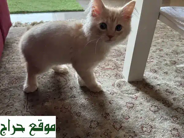 Adorable male maine coon and shirazi cat
