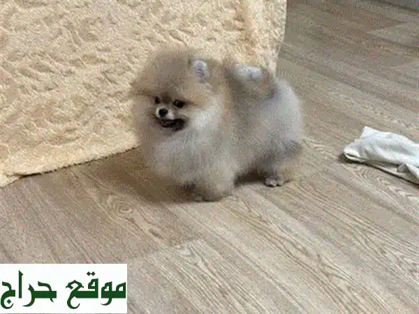 Pomeranian pure