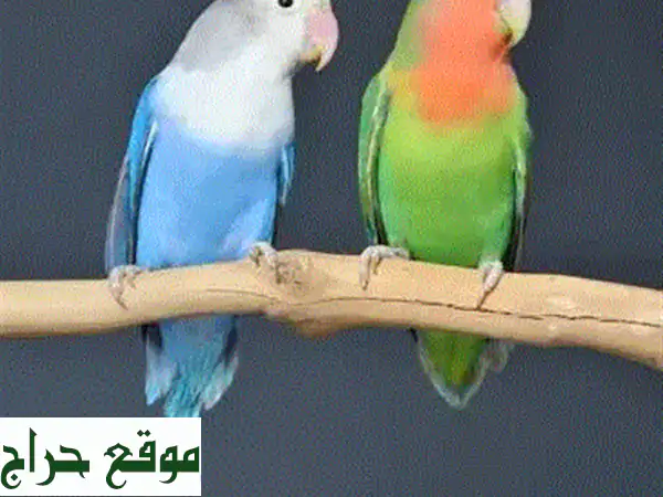 فرصة ذهبية في مدينة حمد: زوجين طيور روز وكوتيل للبيع! أضف البهجة لمنزلك!