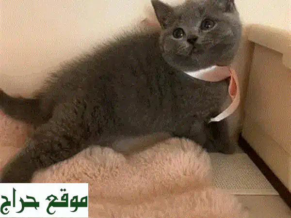 قطط مونتشكين للبيع 9 أسابيع: براءة صغيرة، مرحة ومدربة بالكامل! 🐾