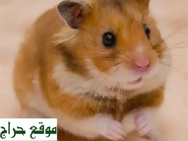 همستر سوري: ذكور وإناث بألوان ساحرة! رفيقك...