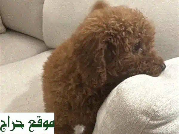 رفيقك المثالي بانتظارك! جرو ميني بودل فاخر 3 شهور...