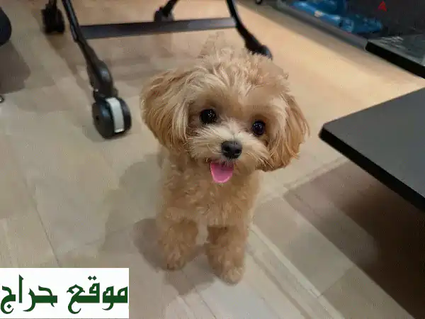 جرو بودل للبيع: رفيقك الأمين، مدرب منزليًا، صحة وضمان!