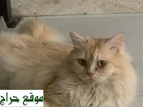 فرصة لا تعوض: قط فارسي ذكر ودود (4 سنوات) - رفيق عائلي مثالي ومدرب!