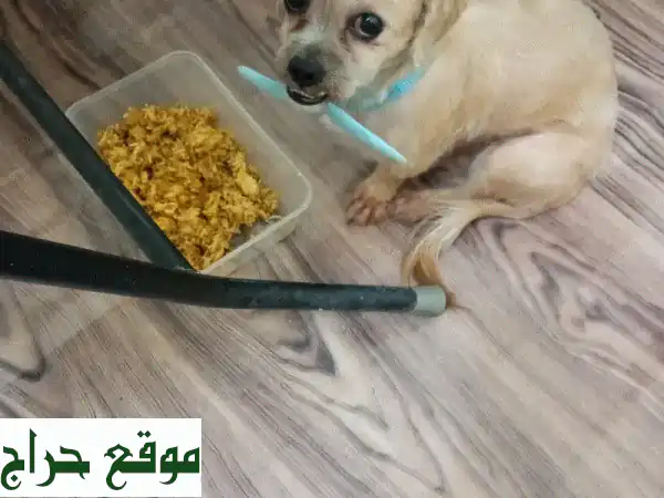 Very small pure Shihtzu lovers pet for sale