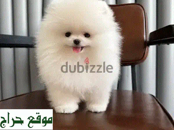 جرو بودل للبيع: رفيقك الأمين، مدرب منزليًا، صحة وضمان!