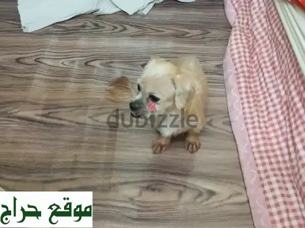 Very small pure Shihtzu lovers pet for sale