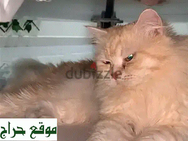 فرصة لا تعوض: قط فارسي ذكر ودود (4 سنوات) - رفيق...