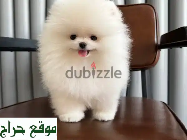 جرو بوميرانيان ميني للبيع: سحر لا يقاوم! محصن...