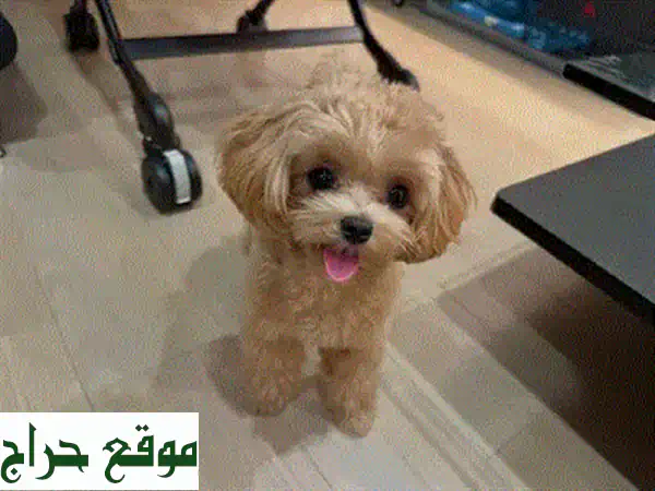 جرو بوميرانيان ميني للبيع: سحر لا يقاوم! محصن ومثالي للشقق.