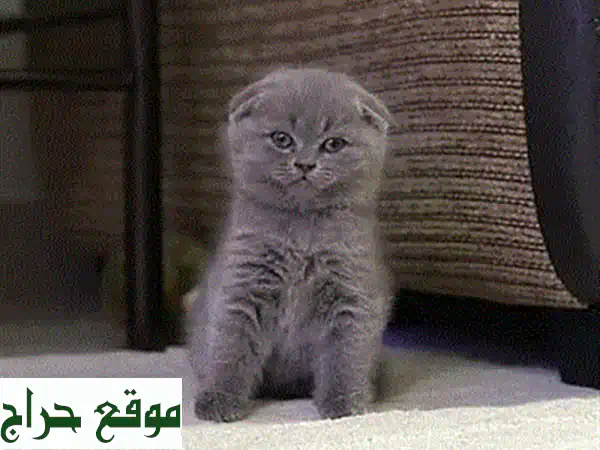 قطة سكوتش فولد أنثى ساحرة 9 أسابيع | نسب أصيل، شحن متاح، جاهزة للمنزل | قطط للبيع