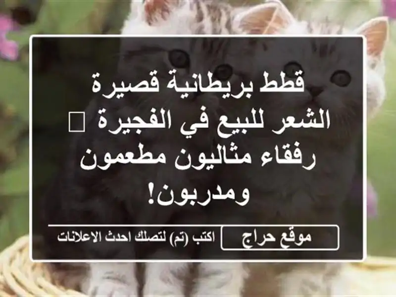 قطط بريطانية قصيرة الشعر للبيع في الفجيرة 😻...