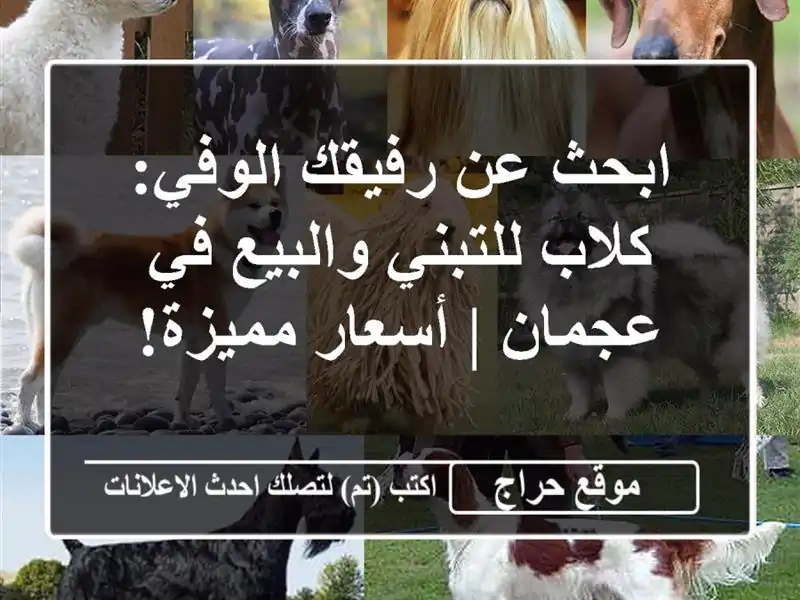 ابحث عن رفيقك الوفي: كلاب للتبني والبيع في عجمان...
