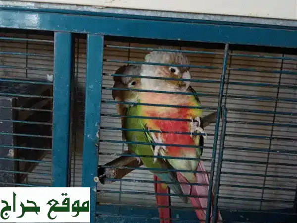فرصة ذهبية: زوج ببغاء كونور الأناناس (Pineapple Conure) جاهز للتزاوج والإنتاج!