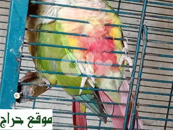 فرصة ذهبية: زوج ببغاء كونور الأناناس (Pineapple Conure)...