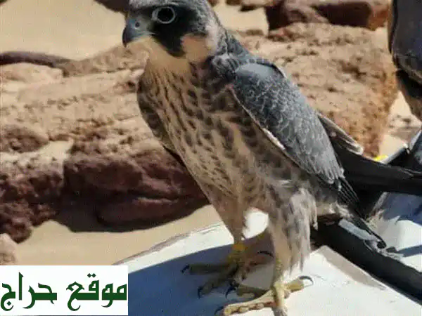 فرصة ذهبية: صقر شاهين أصيل للبيع - عمر 4 شهور فقط!...