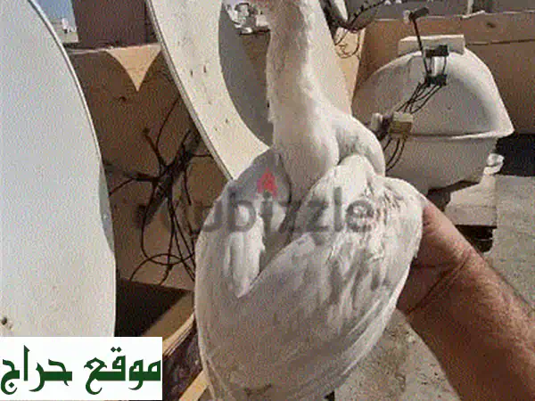 جوهرة نادرة: ذكر حمام فايتر باكستاني أبيض نقي - 3 أشهر | للتميز والقوة