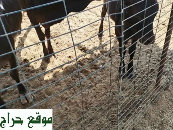 فرصة لا تفوت! عجلين فحول للبيع في العين (عزبة الواحد)...