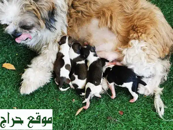 فرحة تنتظرك! 🐾 4 جراء ذكور مكس شيواوا & شي تزو...