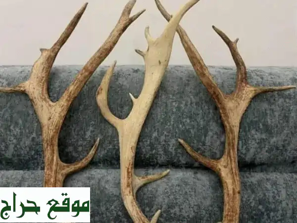 قرون غزال طبيعية للبيع بحالة ممتازة: لمسة فنية...