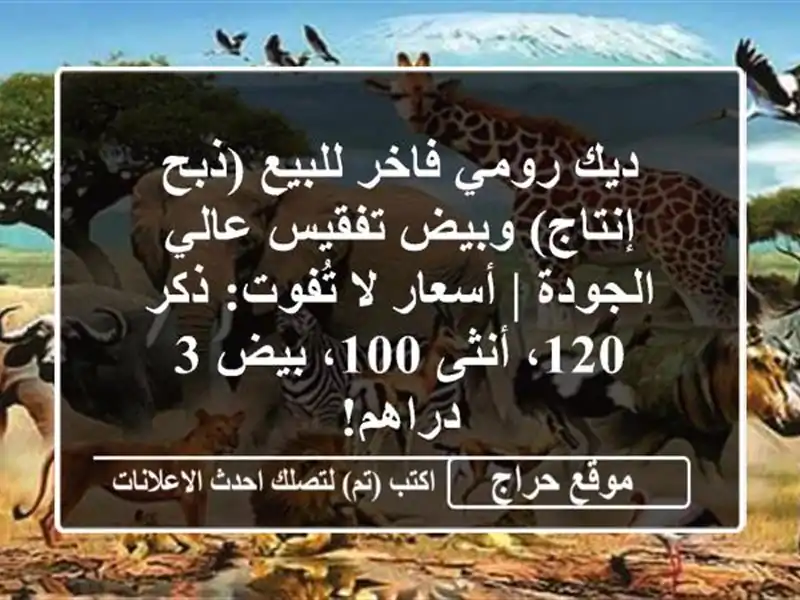 ديك رومي فاخر للبيع (ذبح/إنتاج) وبيض تفقيس عالي الجودة...