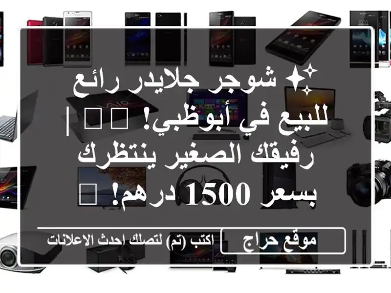 ✨ شوجر جلايدر رائع للبيع في أبوظبي! 🇦🇪 | رفيقك...