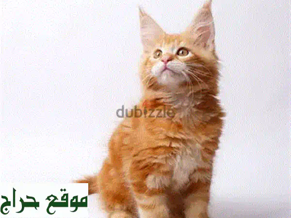 قطط شيرازي رائعة للبيع: رفاقك الجدد المدللين بجمال ساحر وصحة ممتازة!