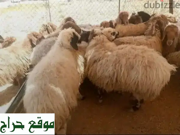 حلال بلدي عقائق و مجنوي و نذرu002 Fلجميع المناسباتu002 Fخدمةتوصيل لجميع المناطق