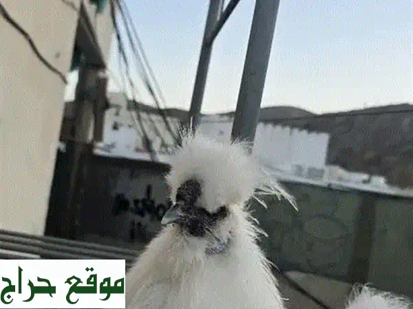 ديك حريري أصيل للبيع: جمال فريد وهدوء ساحر لمزرعتك!