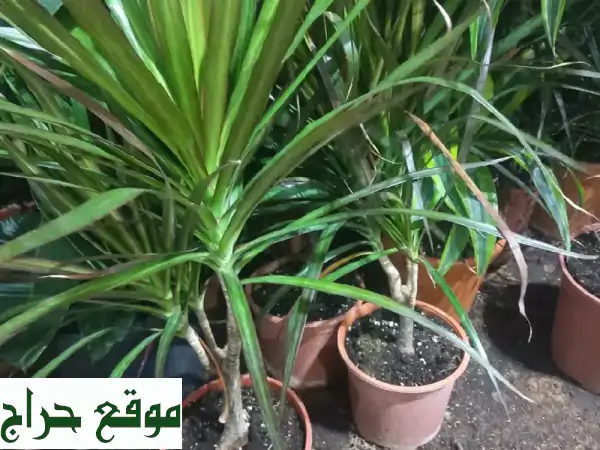 حديقة أحلامك تبدأ هنا: تنسيق، زراعة وصيانة حدائق احترافية، ري ذكي وديكورات حجرية | خدمات زراعية متكاملة