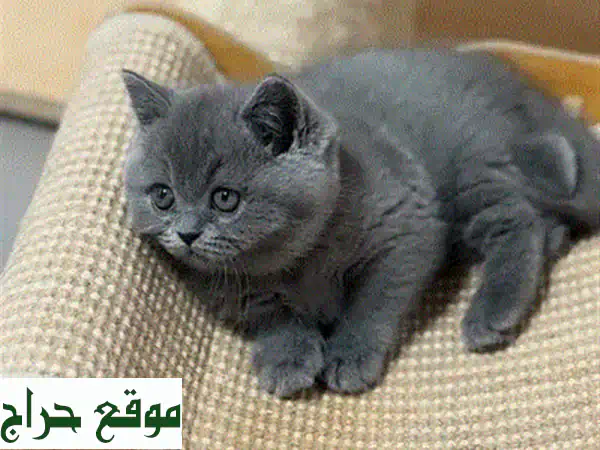 أفخم كيتن راغدول بيور للبيع | مدرب ومحب للعائلة 🐾