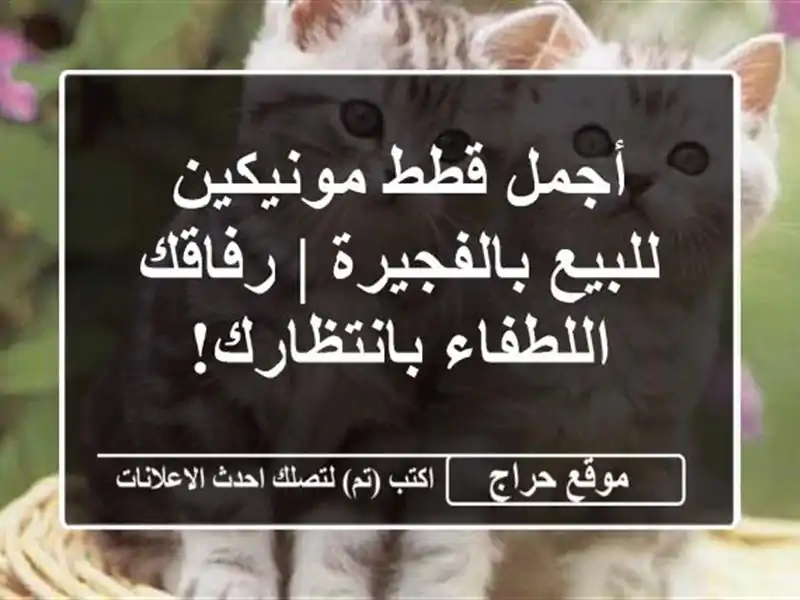 أجمل قطط مونيكين للبيع بالفجيرة | رفاقك...
