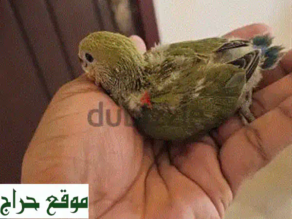 فرخ طائر الحب الأفريقي للبيع: نشيط، صحي، ومُغذّى يدويًا | رفيقك الجديد بمسقط