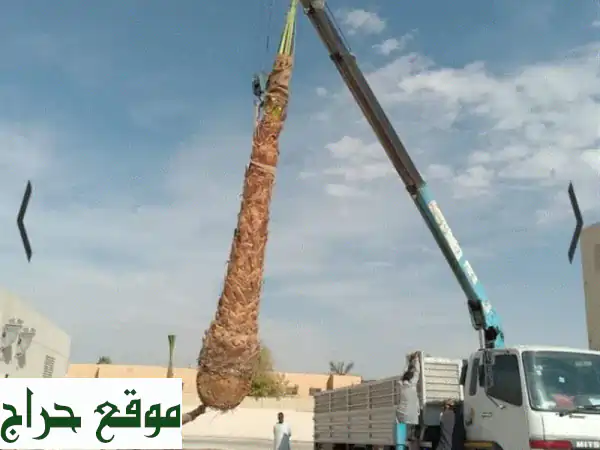 نخل عربي وواشنطن: أجود الأنواع بجميع المقاسات |...