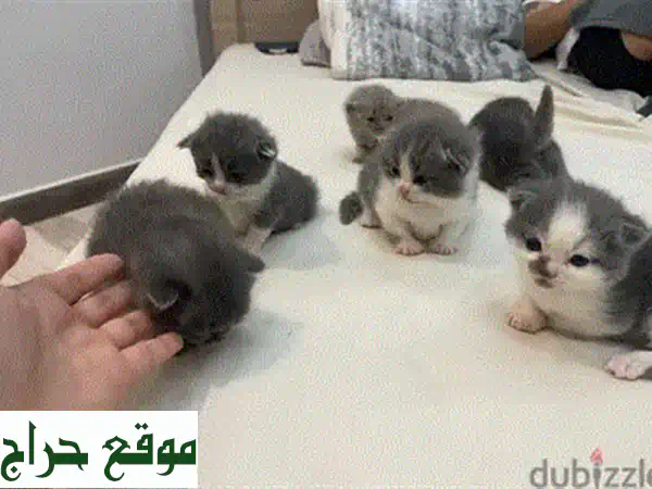 فرصة لا تعوض! 😻 قطة شيرازي أنثى صغيرة (46 يوم) | ودودة ونشيطة | جاهزة للانتقال بمنزلها الجديد (مع ليتر بوكس وطعام شهر) | صحة ممتازة