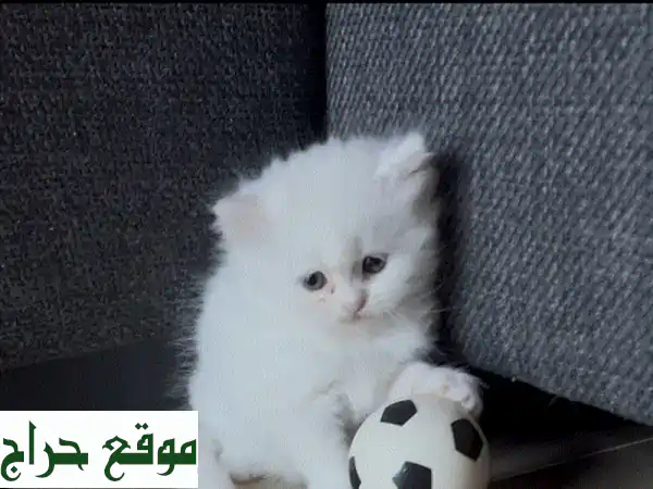 فرصة لا تعوض! 😻 قطة شيرازي أنثى صغيرة (46 يوم) |...