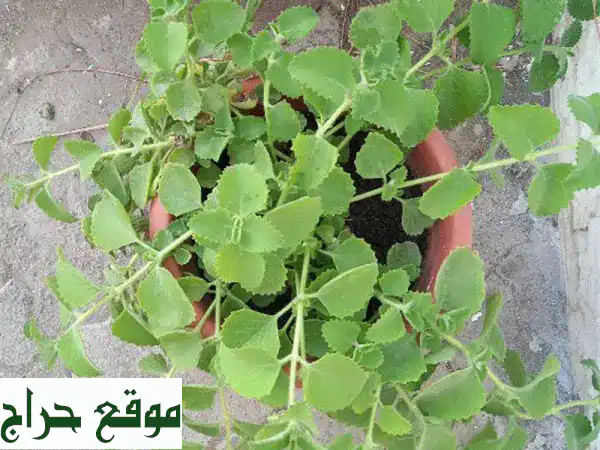 أجمل نباتات صحية للبيع في الخوير 33 | عزز جمال...