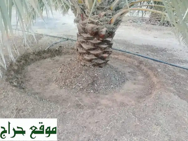 نخل عربي وواشنطن: أجود الأنواع بجميع المقاسات | خدمات نخيل متكاملة