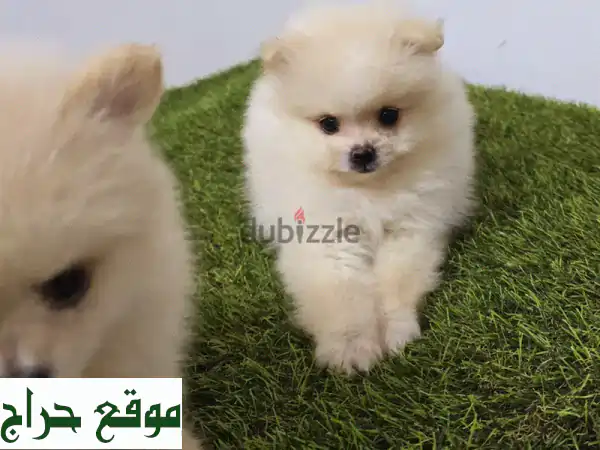 جراء بوميرانيان وتوي بودل رائعة (Pomeranian & Toy Poodle) للبيع بجواز سفر | تبدأ من 100 د.ب