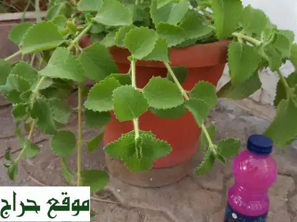 أجمل نباتات صحية للبيع في الخوير 33 | عزز جمال منزلك بلمسة خضراء