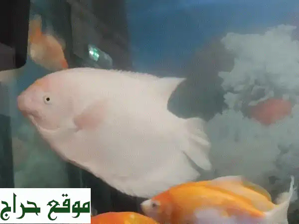 جورامي عملاق ألبينو 🐟 للبيع في العين | نقطة جذب...