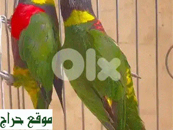 طيور لوري بـ DNA موثق: جمال وأصالة لا تُضاهى! (مع شهادة وتوصيل)