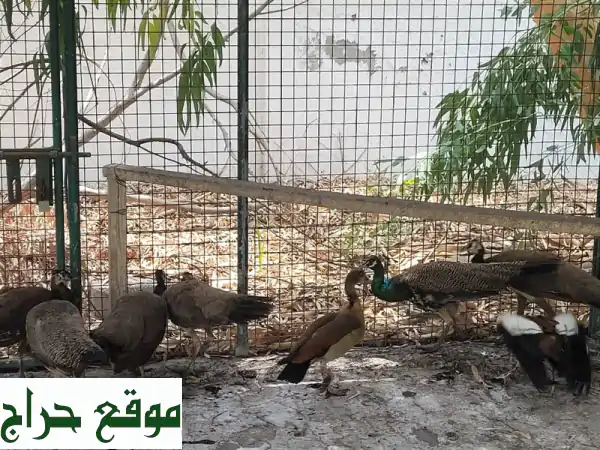 فرصة لا تُعوّض! زوج طاووس فاخر للبيع في أبوظبي بـ...