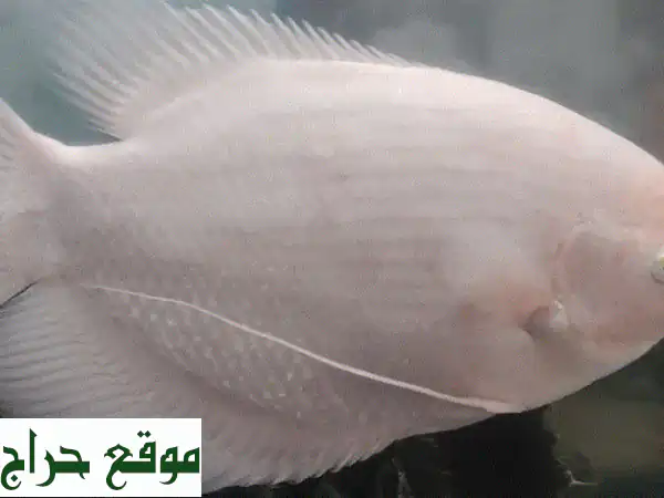 جورامي عملاق ألبينو 🐟 للبيع في العين | نقطة جذب مميزة لحوضك (30-35 سم) | فرصة لا تفوت!