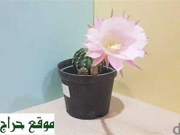 حوّل منزلك بجمال الطبيعة: نباتات متسلقة وأصصها الأنيقة!