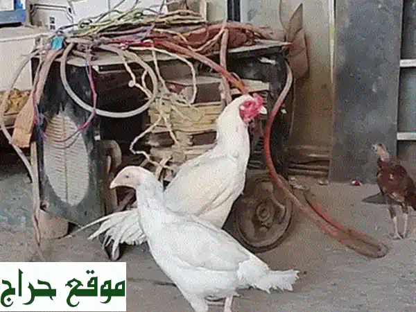 امتلك الآن: حمام أبيض فاخر (جاهز للتفريخ) - جودة عالمية ومقايضة متاحة!