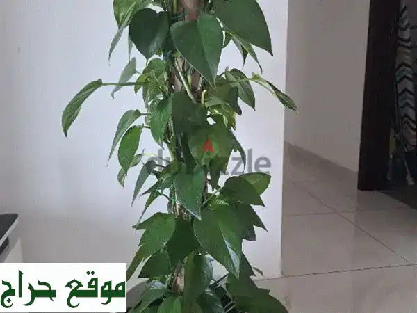 حوّل منزلك بجمال الطبيعة: نباتات متسلقة...