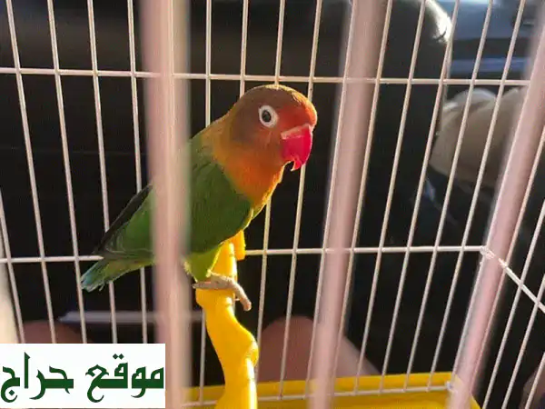 رفيقك الروحي الجديد: طائر حب مروض يعيش بحرية تامة...