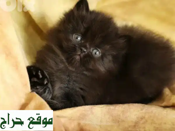 فرصة لا تعوّض! 🐱 قط فارسي شوكولاتة بني نادر للبيع...